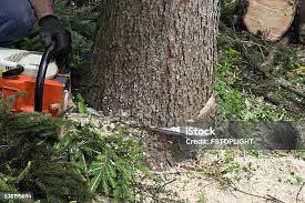Best Soil Testing and Treatment  in Signal Mountain, TN