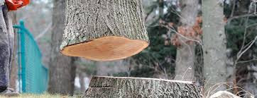 Best Emergency Tree Removal  in Signal Mountain, TN