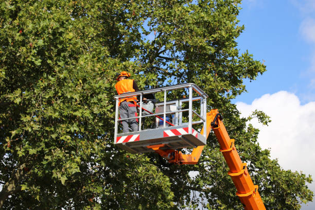 Best Tree Removal  in Signal Mountain, TN