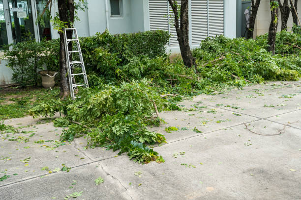 Best Tree Mulching  in Signal Mountain, TN