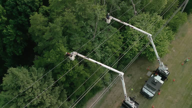 Best Tree Trimming and Pruning  in Signal Mountain, TN