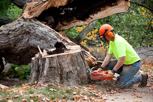 Best Utility Line Clearance  in Signal Mountain, TN